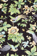 Lila Alkonist Black Floral Silk Satin Pajamas